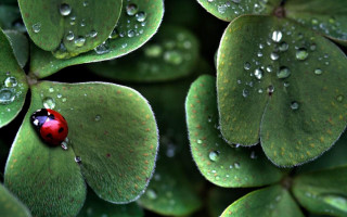 Ladybug green leaf water droplets 17 - aloysius okelly free wallpaper