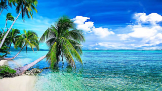 Tropical beach palm trees clear 2 - clear water free wallpaper