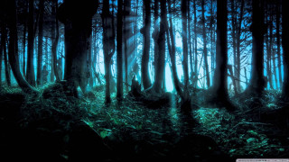 Forest trees grass night bright 2 - the middle of it free wallpaper