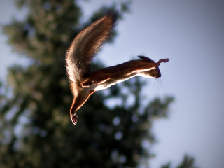 Squirrel flying air tail extended - tail free wallpaper