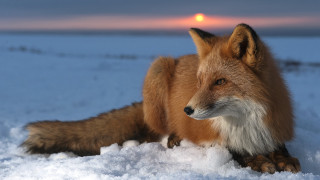 Fox snow sun sky clouds 2 - a fox free wallpaper for desktop
