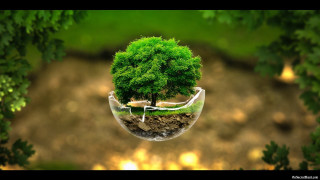 Tree glass vase inside image - nature free wallpaper