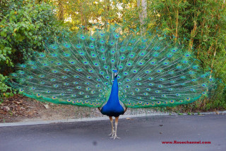 Peacock feathers road trees background - adam rex free wallpaper