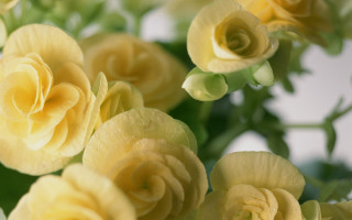 Yellow flowers green leaves water - yellow flower free wallpaper