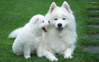 Two white dogs grass licking - the grass together free wallpaper