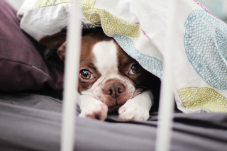 Dog hiding blanket bed pillow - under a blanket free wallpaper