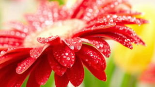 Red flower water droplets blurry 3 - ammi phillips free wallpaper