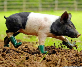 Pig digging dirt green boots - the dirt free wallpaper