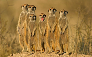 Meerkats hill mouths open group - a hill free wallpaper