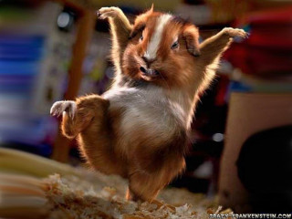 Small brown white dog hind - its front paw free wallpaper for desktop