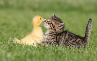 Kitten duckling grass together cute - the others face free wallpaper for desktop