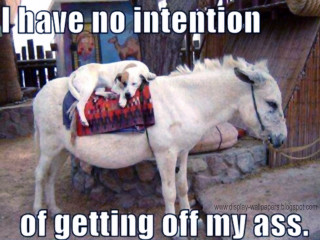 White horse dog back caption - a white horse free wallpaper for desktop