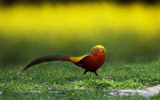 Colorful bird walking grass yellow - yellow flower free wallpaper