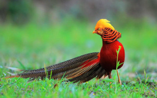 Yellow head red feathers bird - a yellow head free wallpaper