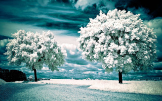 Trees snow cloudy sky background - a cloudy sky free wallpaper