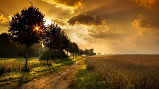 Dirt road trees grass sunset 4 - a dirt road free wallpaper for desktop