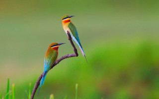 Colorful birds sitting branch grass 2 - wildlife photography free wallpaper for desktop