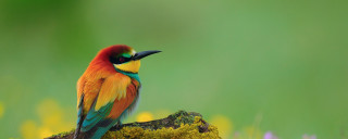 Colorful bird mossy rock flower - mossy free wallpaper