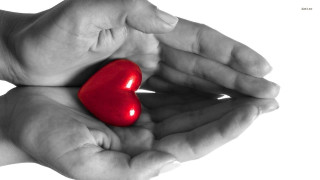 Hands holding red heart persons - didier mouron free wallpaper
