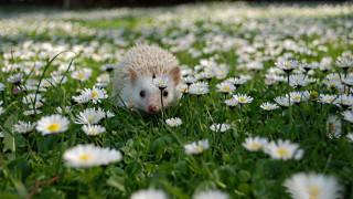 Hedgehog walking field daisies scattered - a hedgehog free wallpaper
