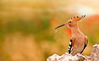Bird long beak rock flower - a flower free wallpaper