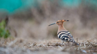Bird drygrass forest clouds wildlife - dry free wallpaper