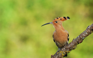 Bird long beak branch tree - a long beak free wallpaper