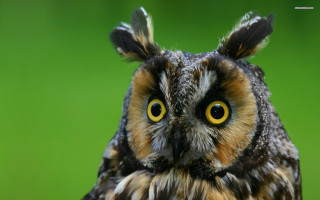 Owl green background yellow eyes - yellow eye free wallpaper