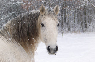 Horse snow wooded area trees - area free wallpaper