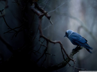Blue bird branch forest night - a branch in a forest free wallpaper