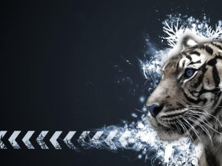 White tiger blue eyes black - a white tiger free wallpaper