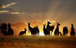 Kangaroos sunset field sky group - the sun behind them free wallpaper