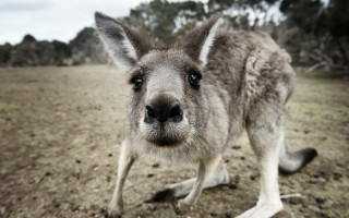 Kangaroo closeup field trees sky - aloysius okelly free wallpaper