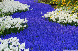 Garden blue path flower field - vivid free wallpaper for desktop