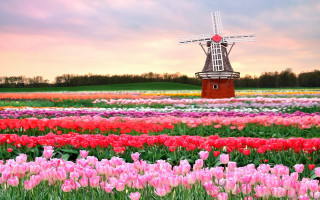 Windmill tulips sunset pink white - anne said free wallpaper