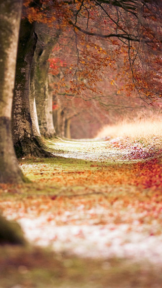 Park path trees leaves bench 3 - free autumn wallpaper for mobile
