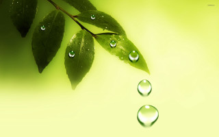 Green leaf water drops yellow - art green free wallpaper