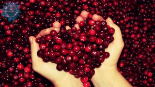 Person holding cranberries blue star - claire hummel free wallpaper