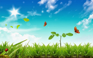 Field grass butterflies blue sky 3 - a few green leaf free wallpaper