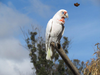 White bird butterfly branch ecological - a butterfly free wallpaper