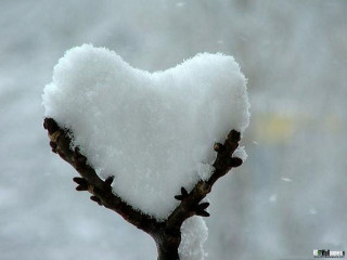 Heart shaped snow branch blurry - ecological art free wallpaper