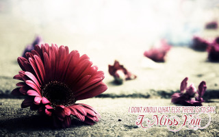 Red flower on ground with - a message below free wallpaper