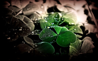 Green leaves water droplets black - free rain wallpaper for desktop