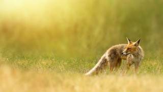 Fox standing field grass looking - a fox free wallpaper for desktop