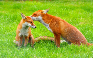 Two foxes kissing in grass - two fox free wallpaper