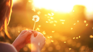 Woman holding dandelion sun shining - the sun shining behind her free wallpaper