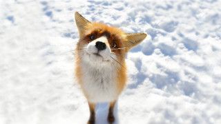 Fox snow surprised look camera - a fox free wallpaper