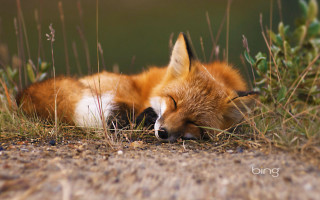Sleeping fox grass eyes closed - brad holland free wallpaper