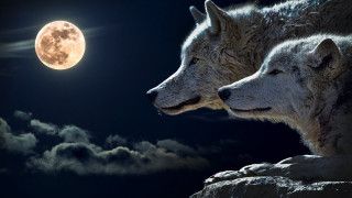White wolves moon clouds dark - full moon free wallpaper for desktop