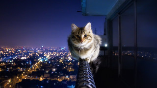 Cat building night city lights - symmetric free wallpaper